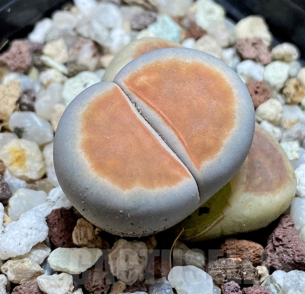 SH10187 Lithops karasmontana ‘Lateritia’