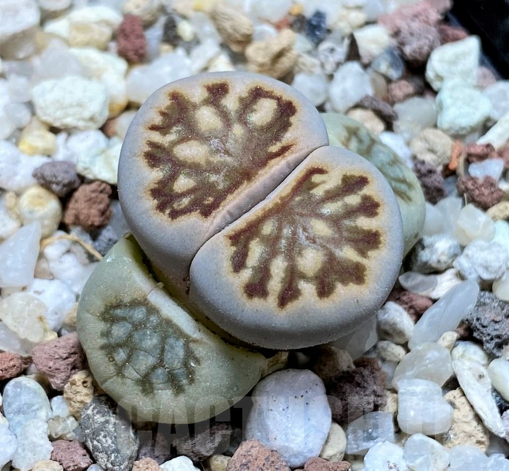 SH10188 Lithops julii ‘Kikushogyoku’