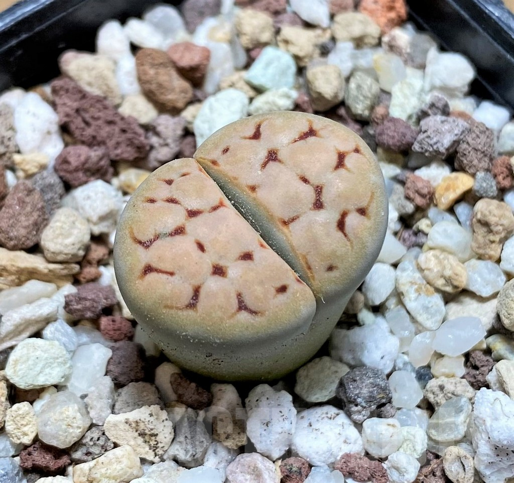 SH10189 Lithops karasmontana v. erniana