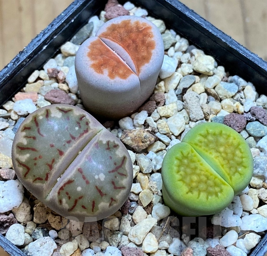 SH10192 Lithops mix