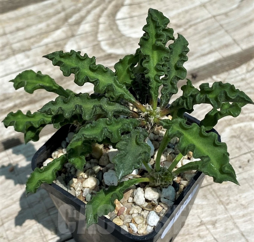 SH10127 Euphorbia decaryi v. spirosticha - Image 2