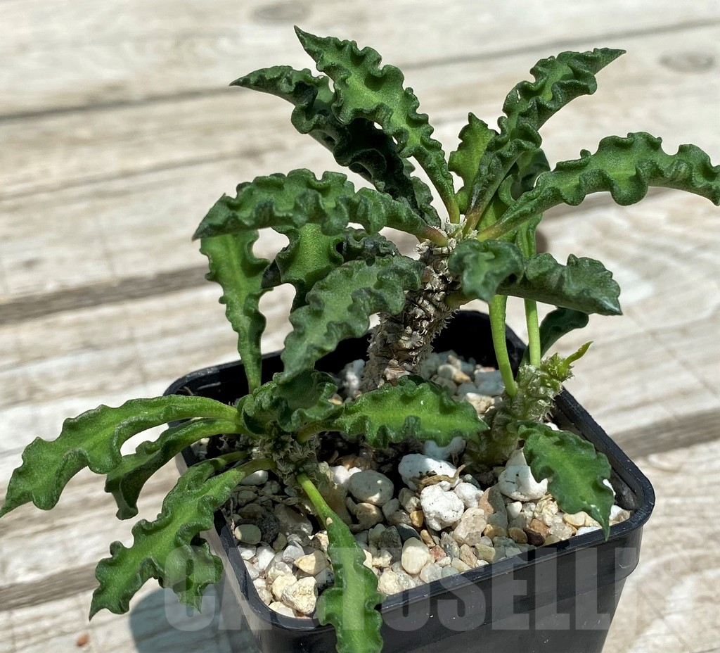 SH10127 Euphorbia decaryi v. spirosticha