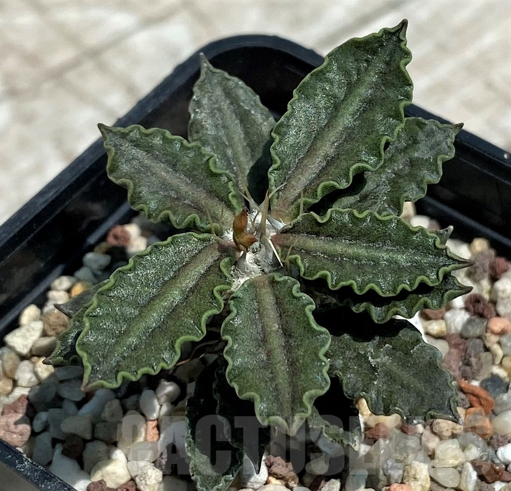 SH10130 Euphorbia tulearensis