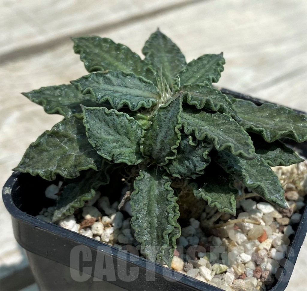 SH10131 Euphorbia tulearensis