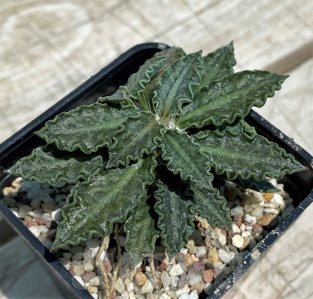 SH10131 Euphorbia tulearensis - Image 2