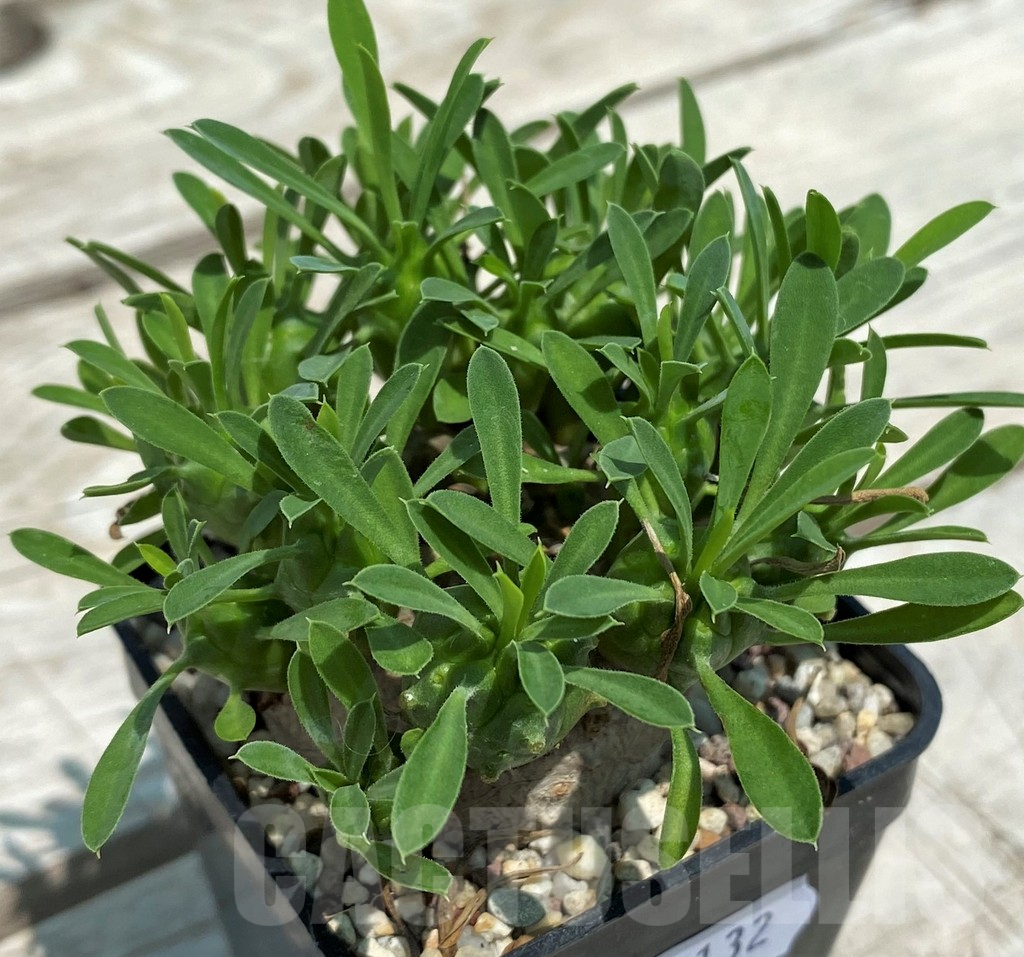 SH10132 Euphorbia bupleurifolia x susannae