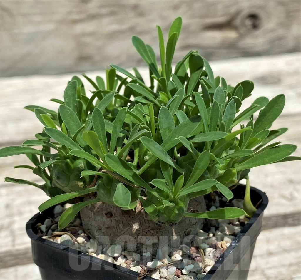 SH10132 Euphorbia bupleurifolia x susannae - Image 2