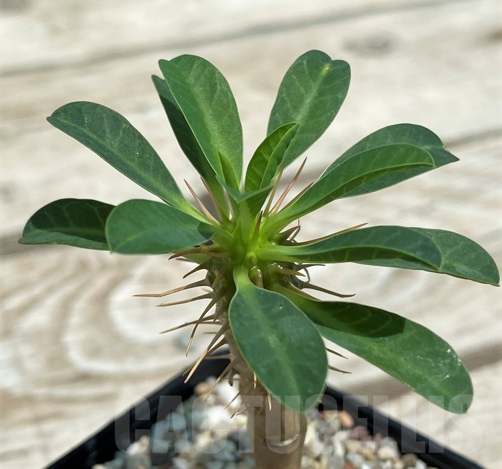 SH10133 Euphorbia guillauminiana