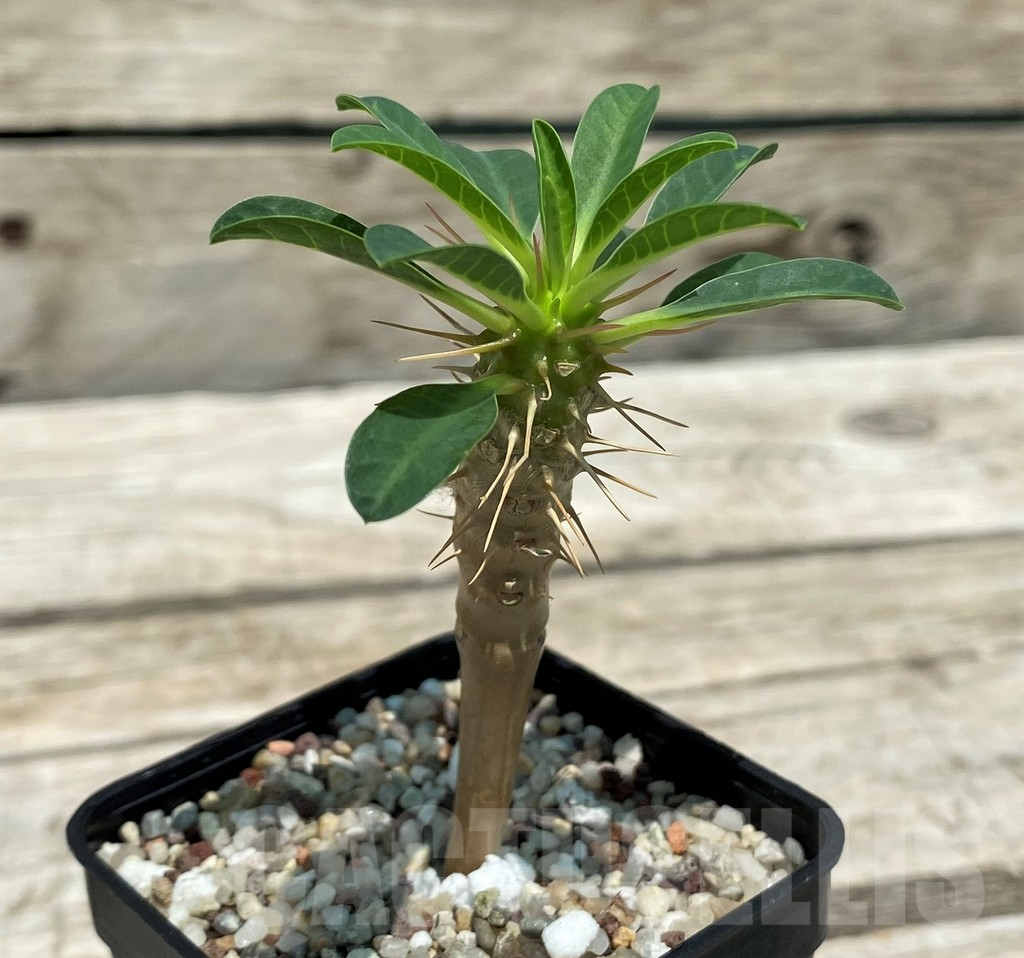 SH10133 Euphorbia guillauminiana - 画像 (2)