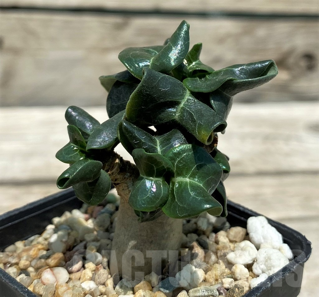 SH10134 Adenium mini - immagine 2
