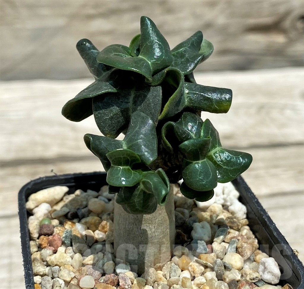 SH10134 Adenium mini