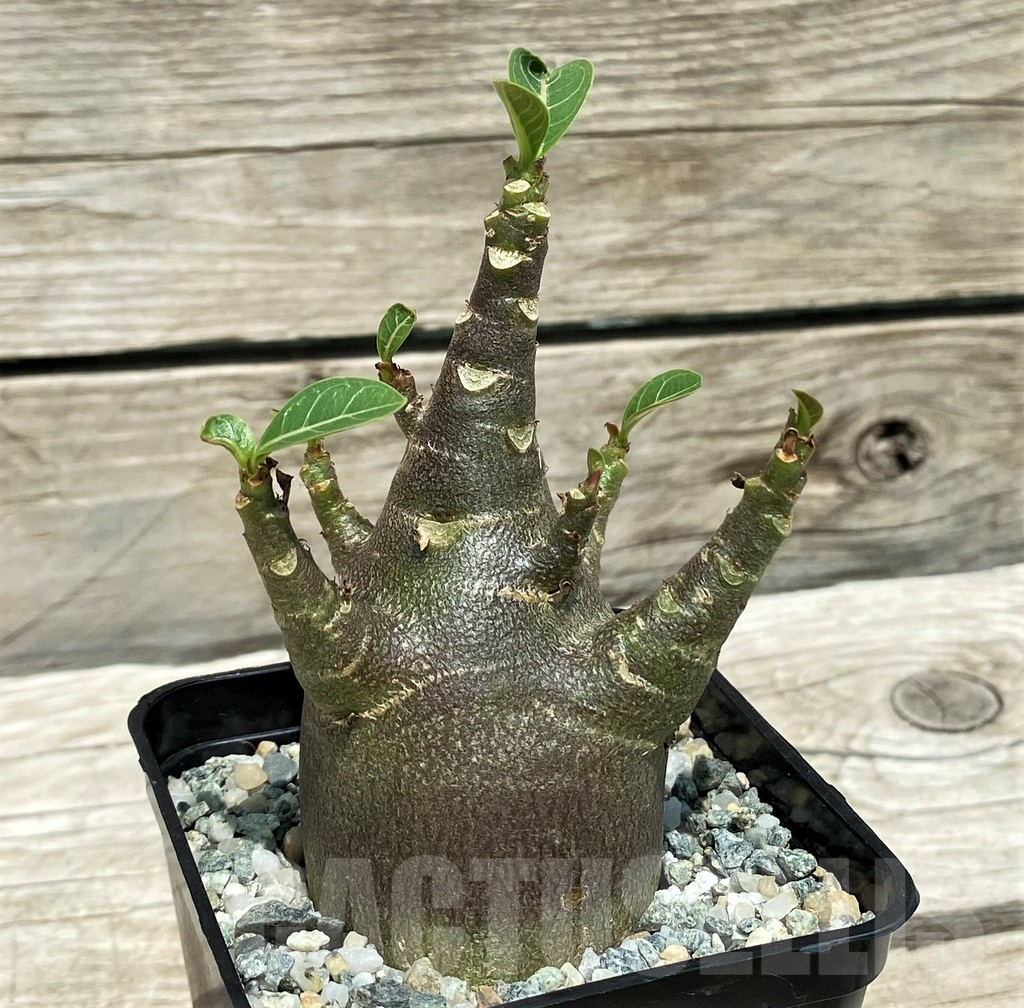 SH10136 Adenium arabicum 'Black Body' - Image 2