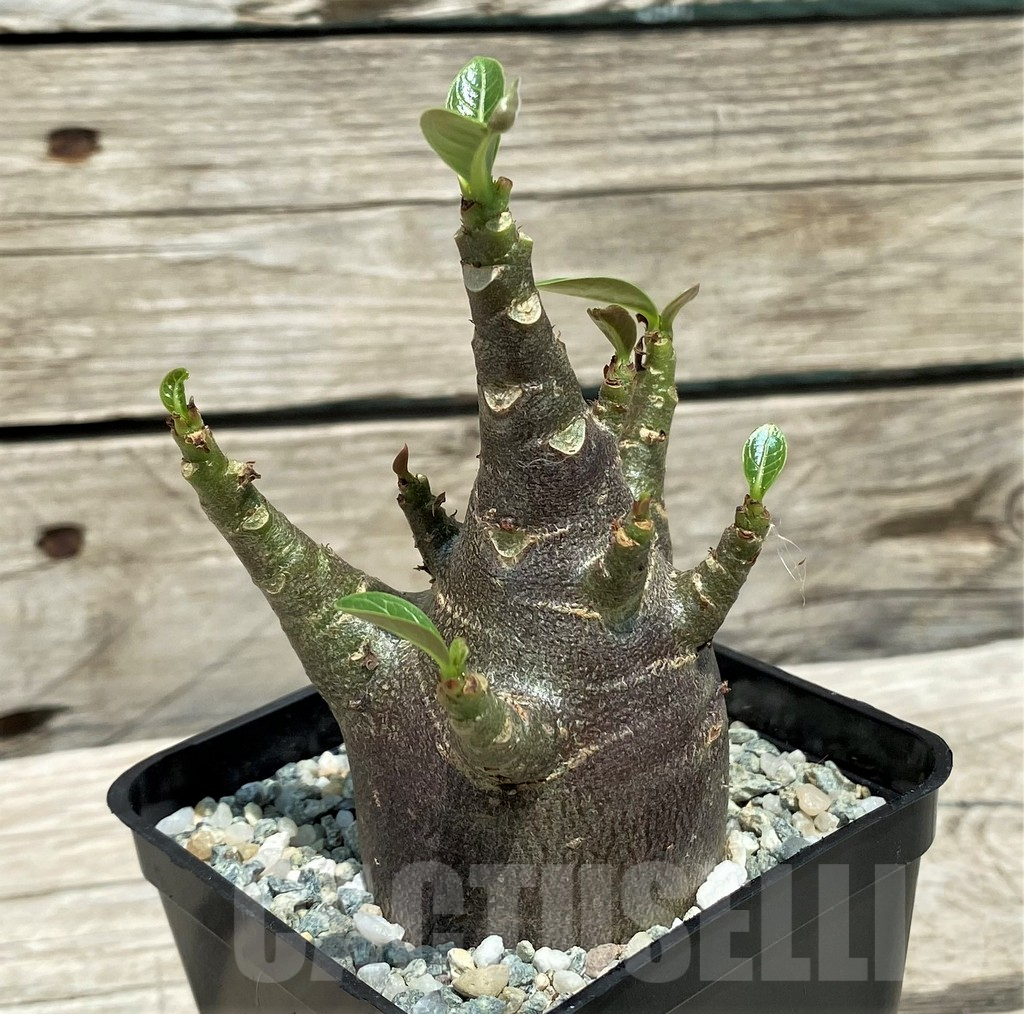 SH10136 Adenium arabicum 'Black Body'