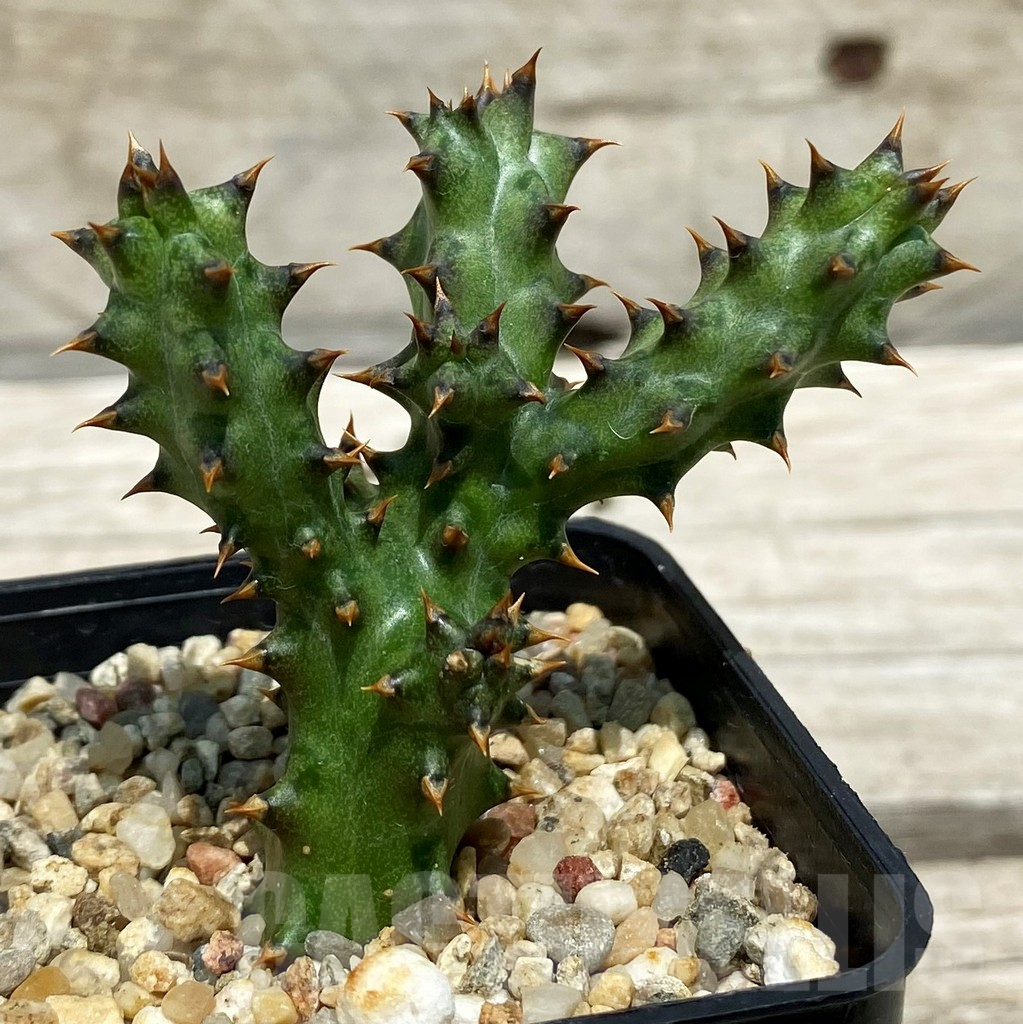 SH10137 Edithcolea grandis
