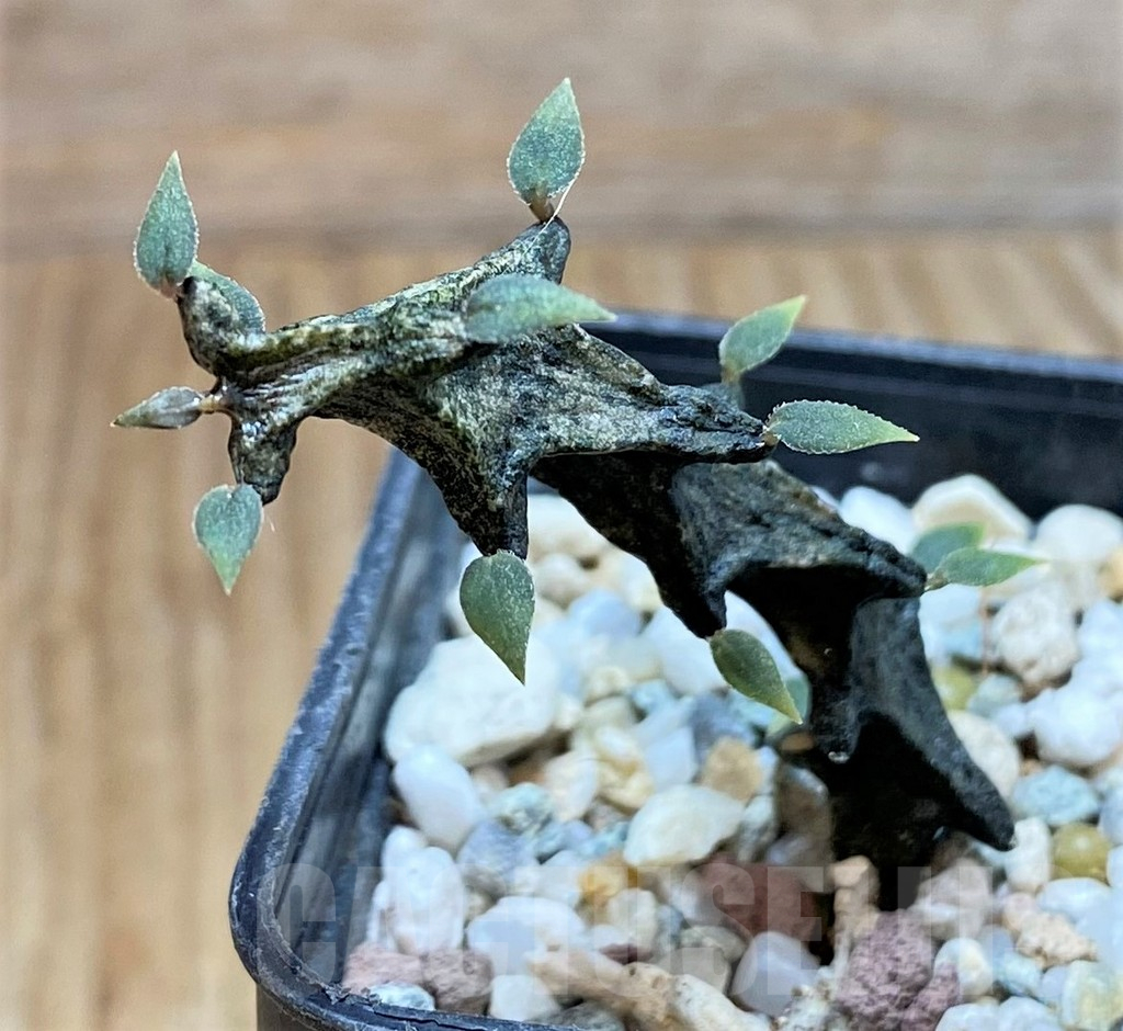 SH10139 Ceropegia bosseri - immagine 2