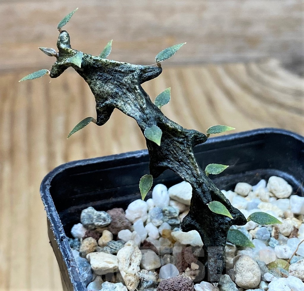 SH10139 Ceropegia bosseri