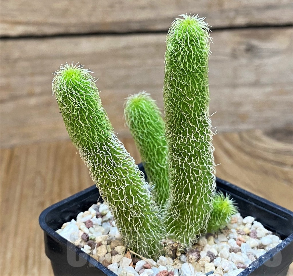 SH10144 Stapelianthus pilosus