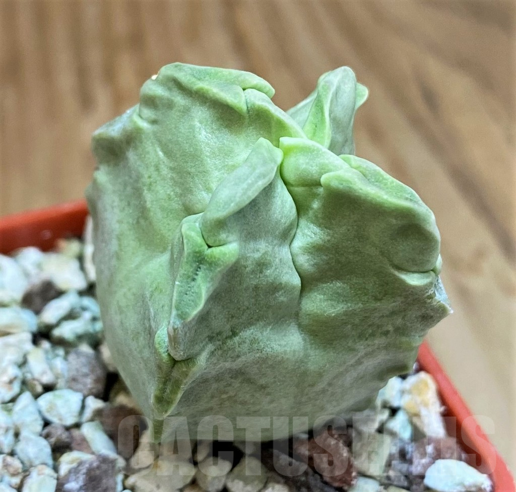 SH10145 Whitesloanea crassa