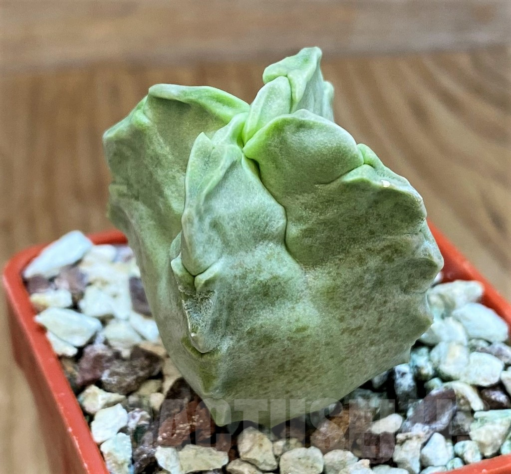 SH10145 Whitesloanea crassa - Image 2