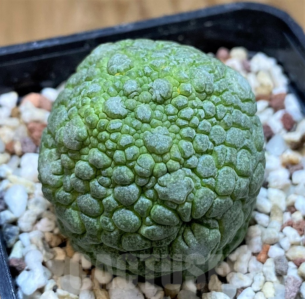 SH10146 Pseudolithos migiurtinus