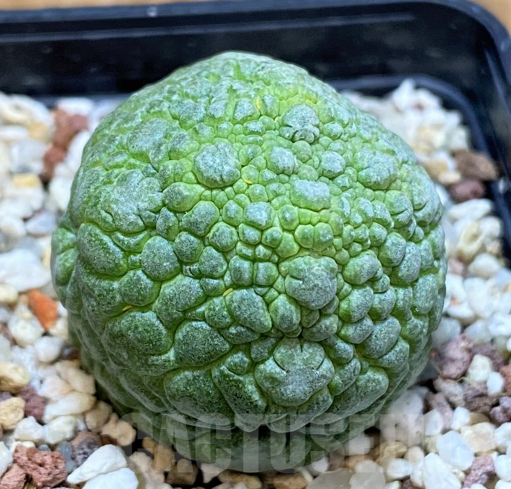 SH10146 Pseudolithos migiurtinus - Image 2