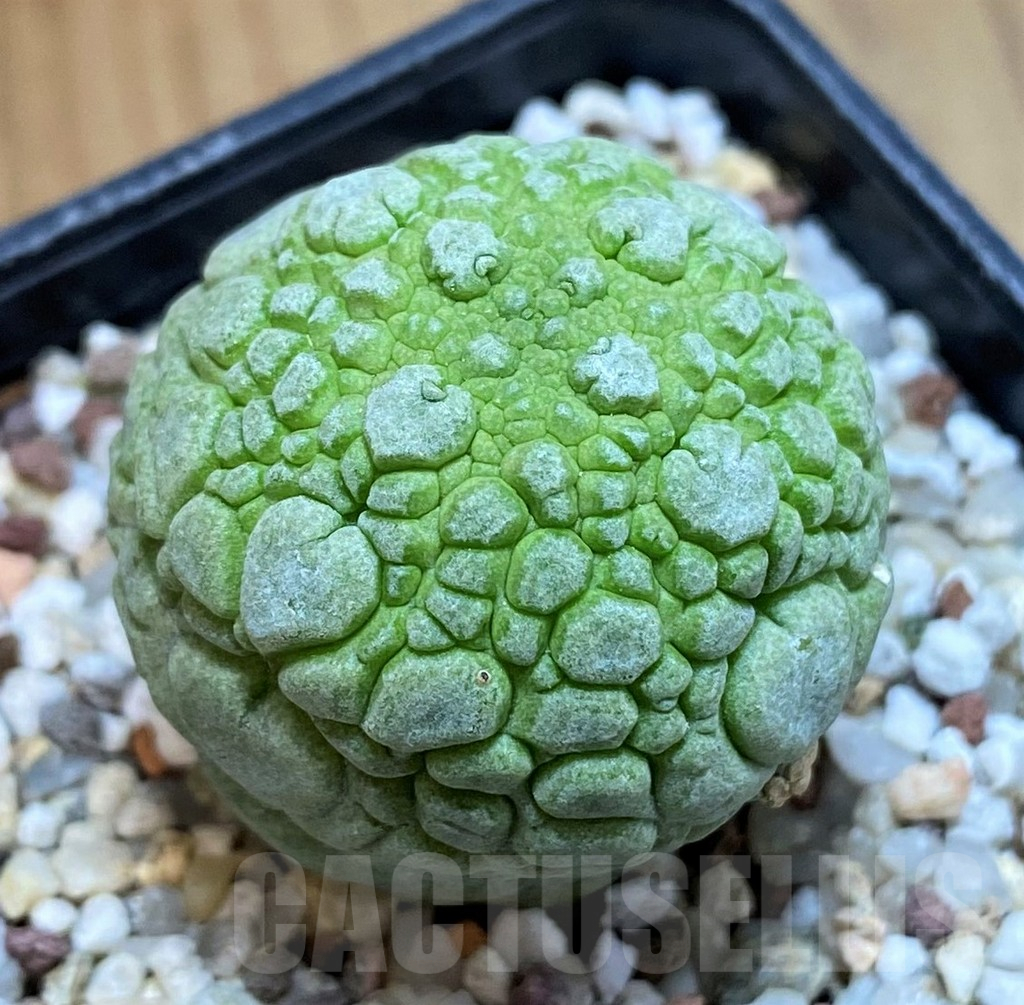 SH10147 Pseudolithos migiurtinus