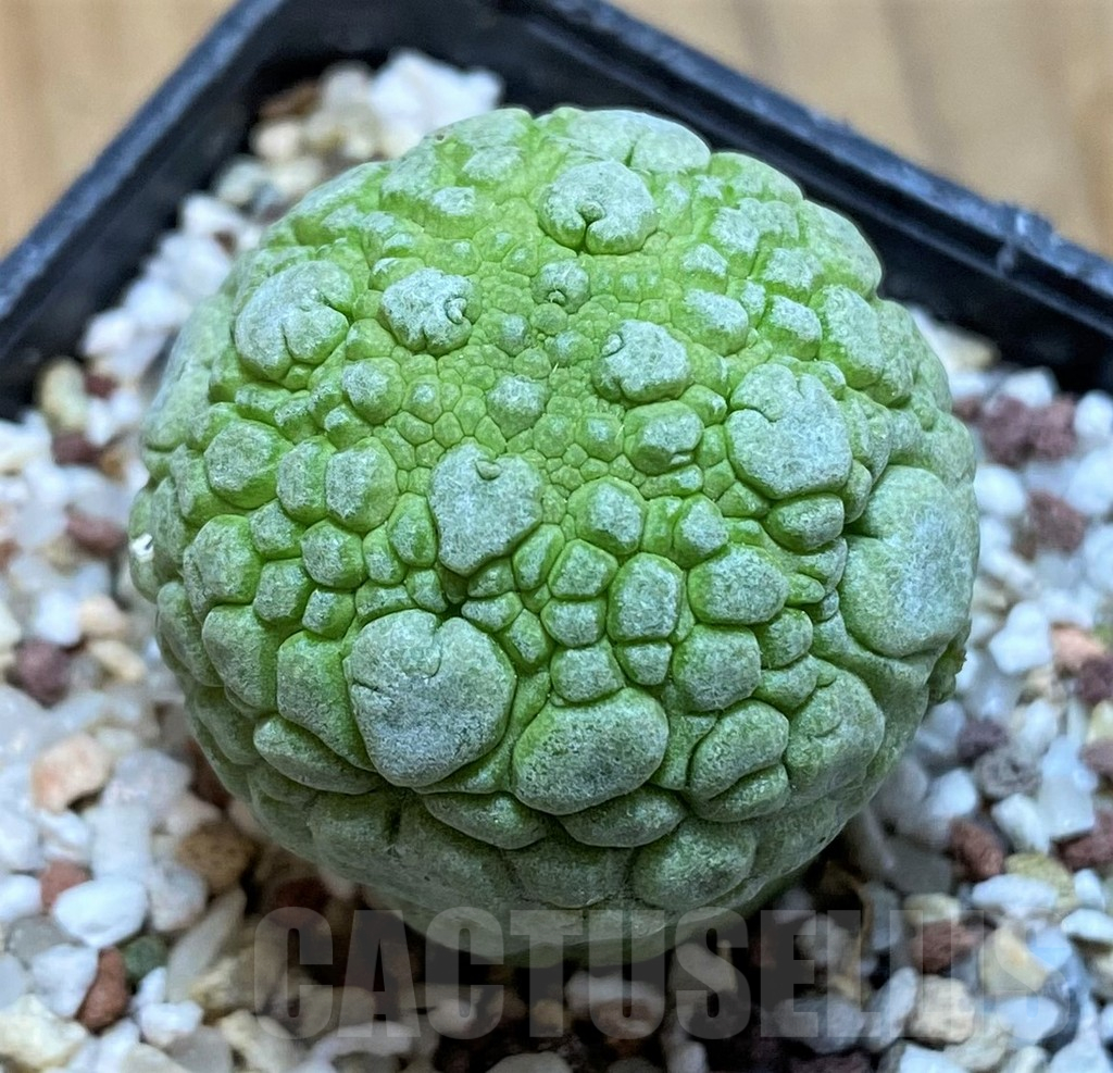 SH10147 Pseudolithos migiurtinus - Image 2