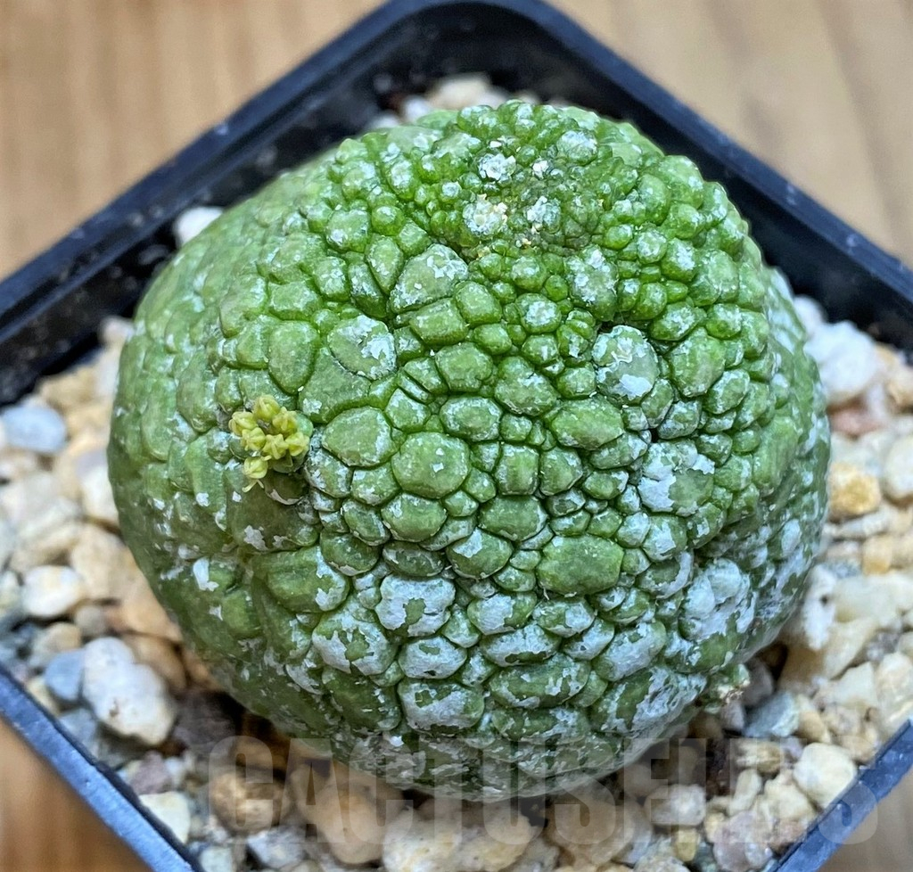 SH10148 Pseudolithos migiurtinus