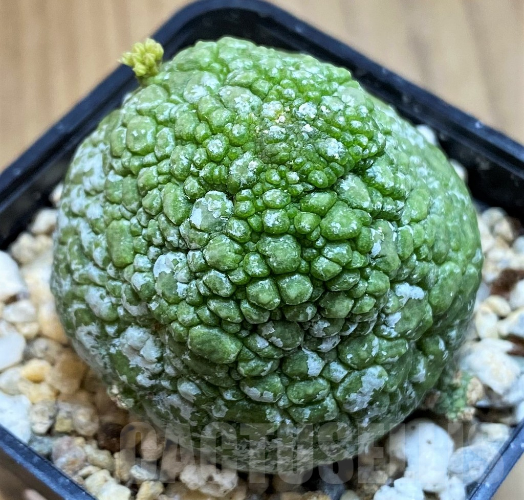 SH10148 Pseudolithos migiurtinus - Image 2