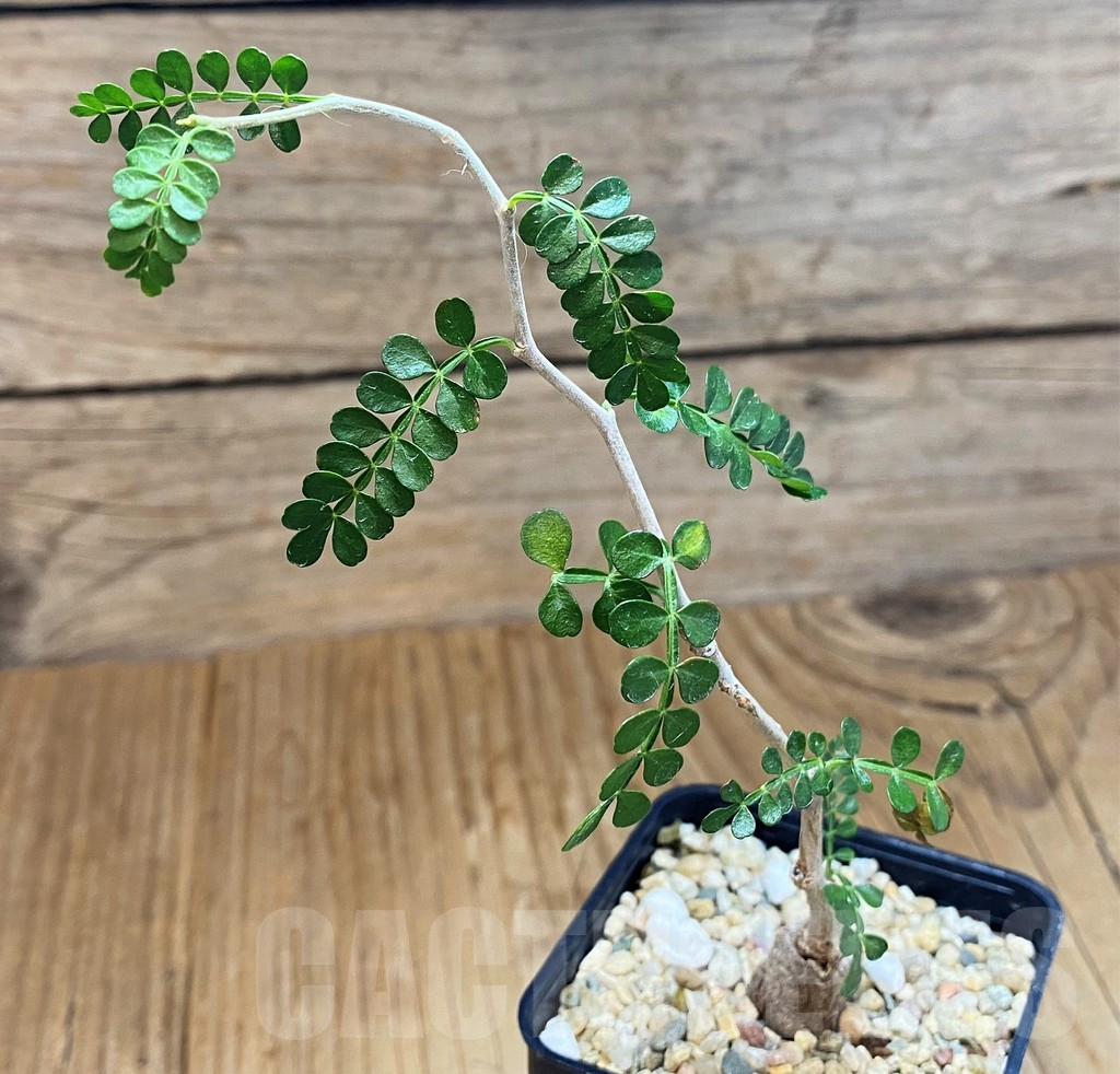 SH10149 Operculicarya pachypus