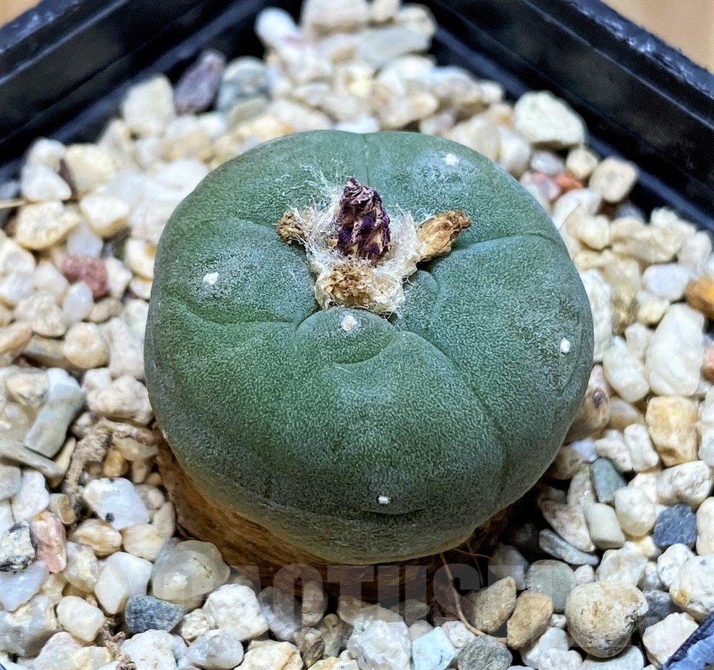 SH10150 Anhalonium frichii, white flower