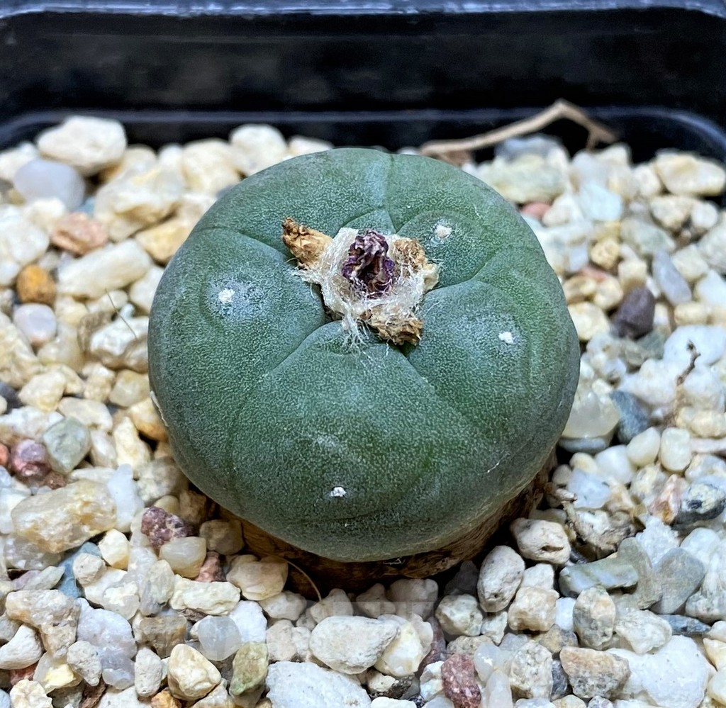 SH10150 Anhalonium frichii, white flower - Image 2