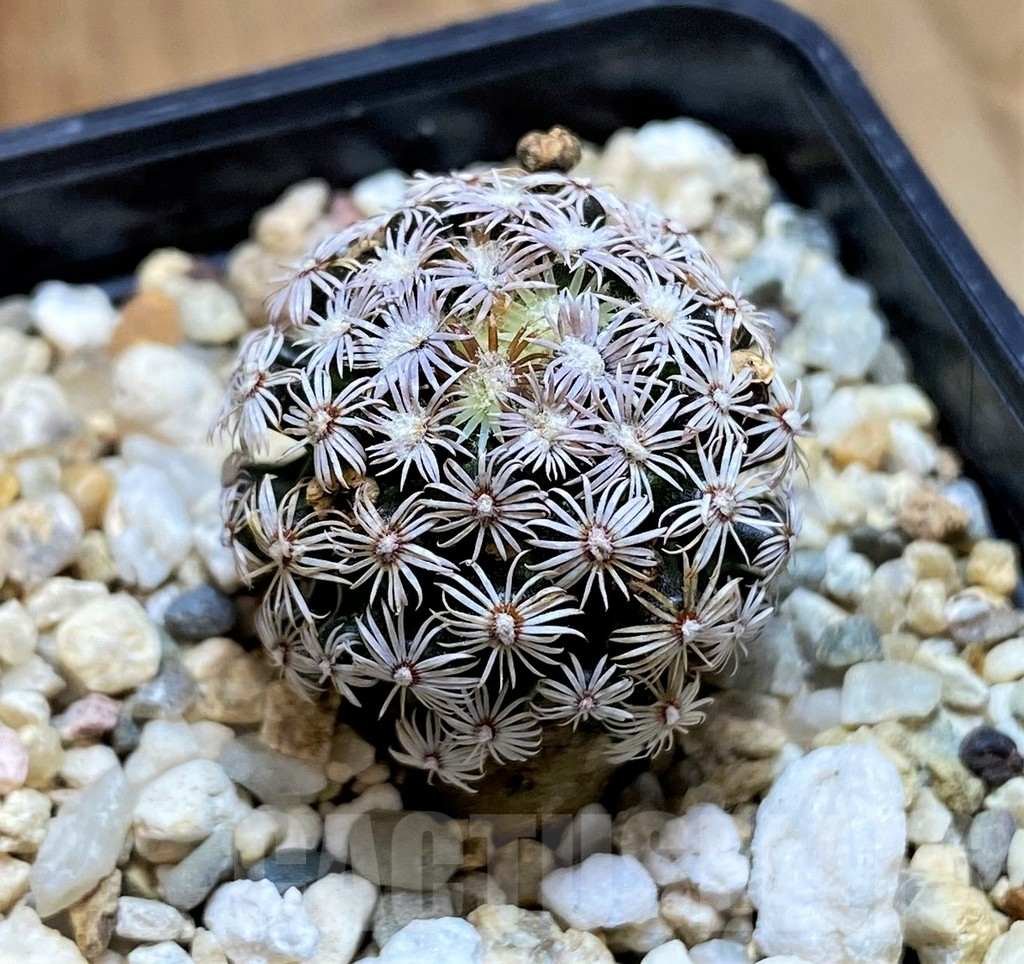 SH10151 Mammillaria hernandezii