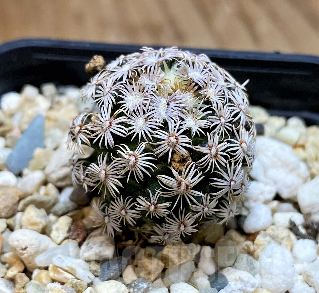 SH10151 Mammillaria hernandezii - Image 2
