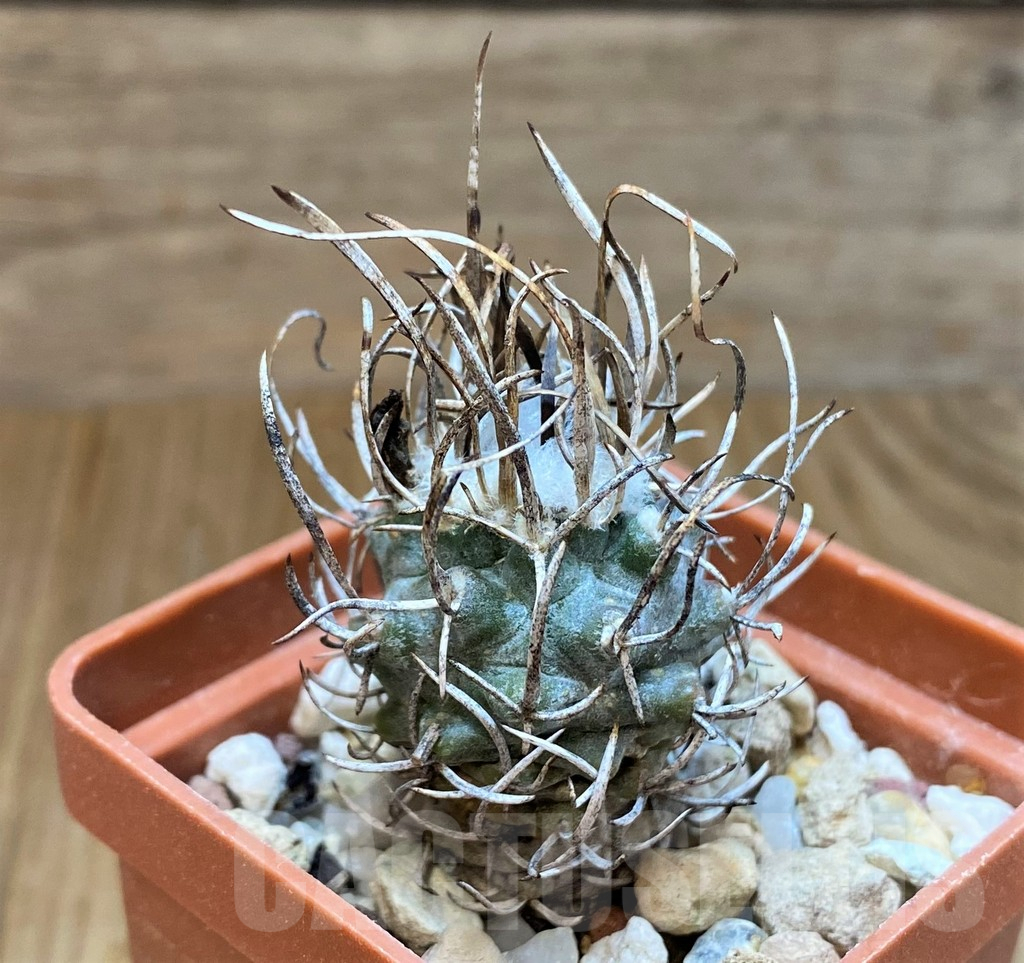 SH10152 Turbinicarpus flaviflorus
