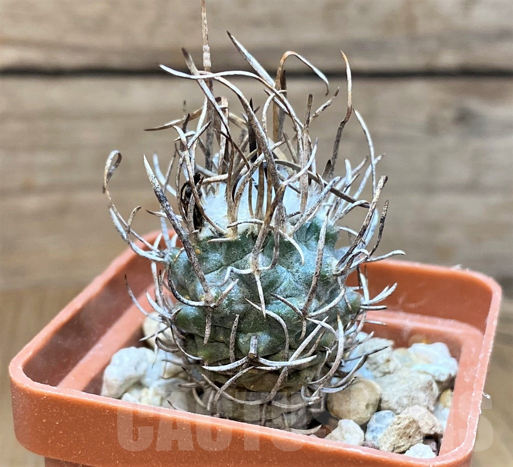 SH10152 Turbinicarpus flaviflorus - Image 2