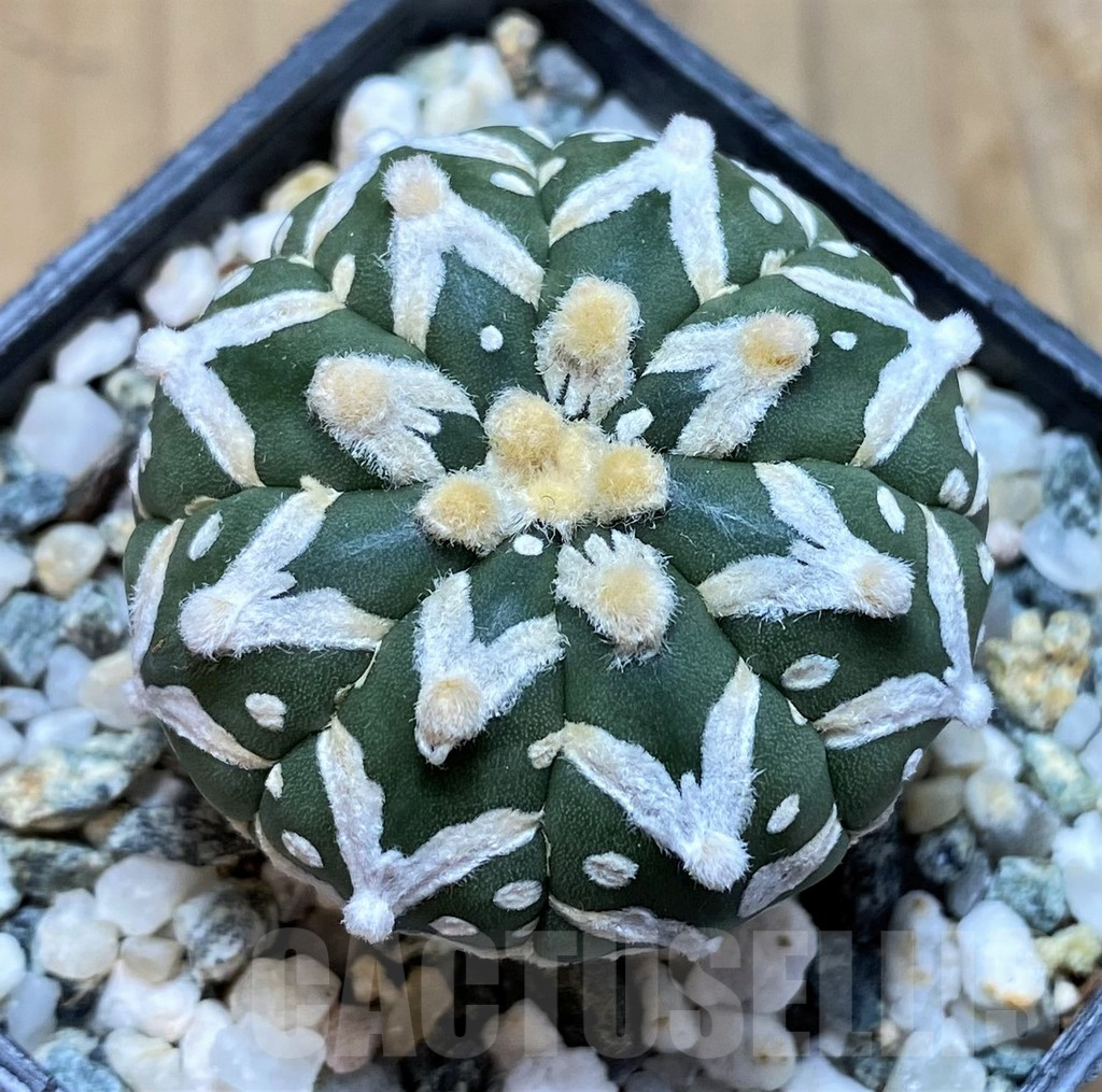 SH10404 Astrophytum asterias 'Super Kabuto' V-type f. nudum