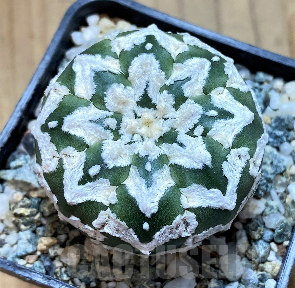 SH10405 Astrophytum asterias 'Super Kabuto' V-type f. nudum