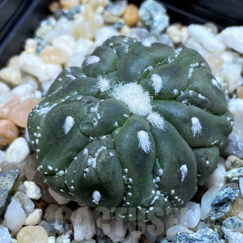 SH10408 Astrophytum asterias ‘Kikko Lizart Skin’