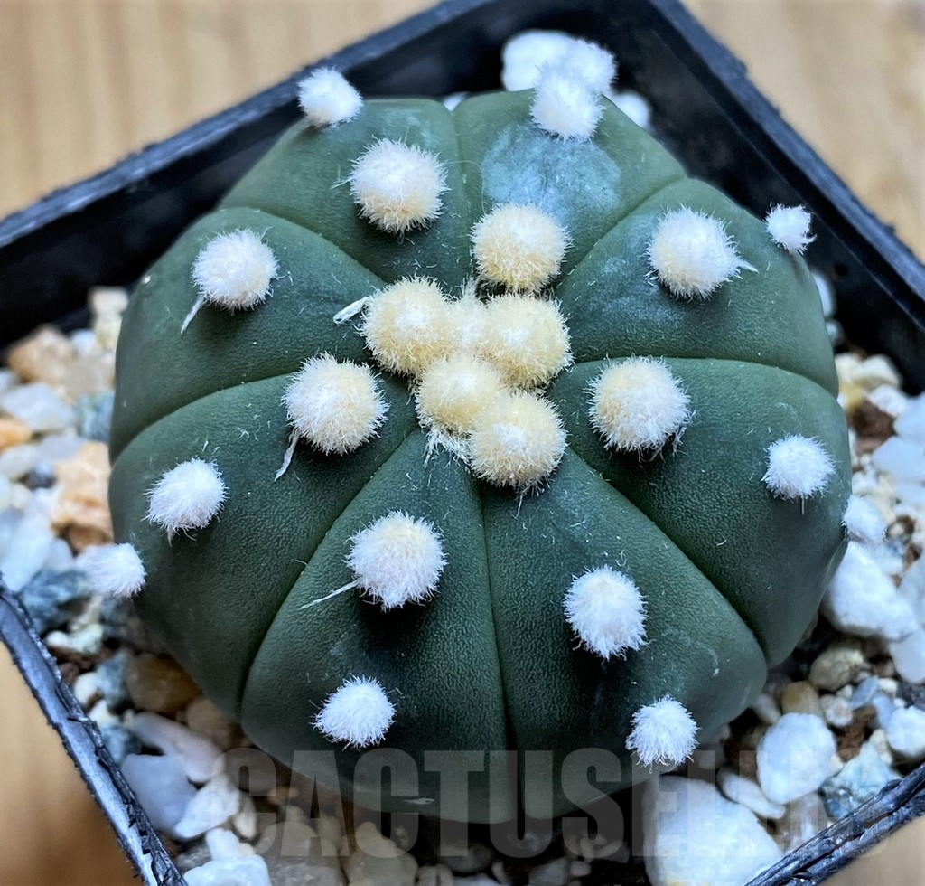 SH10412 Astrophytum asterias ‘Ooibo’