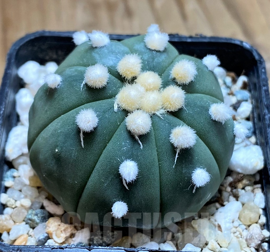 SH10412 Astrophytum asterias ‘Ooibo’ - Imagen 2