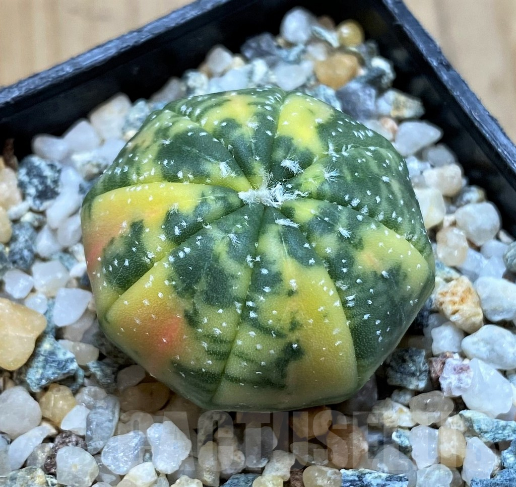 SH10415 Astrophytum asterias f. variegata