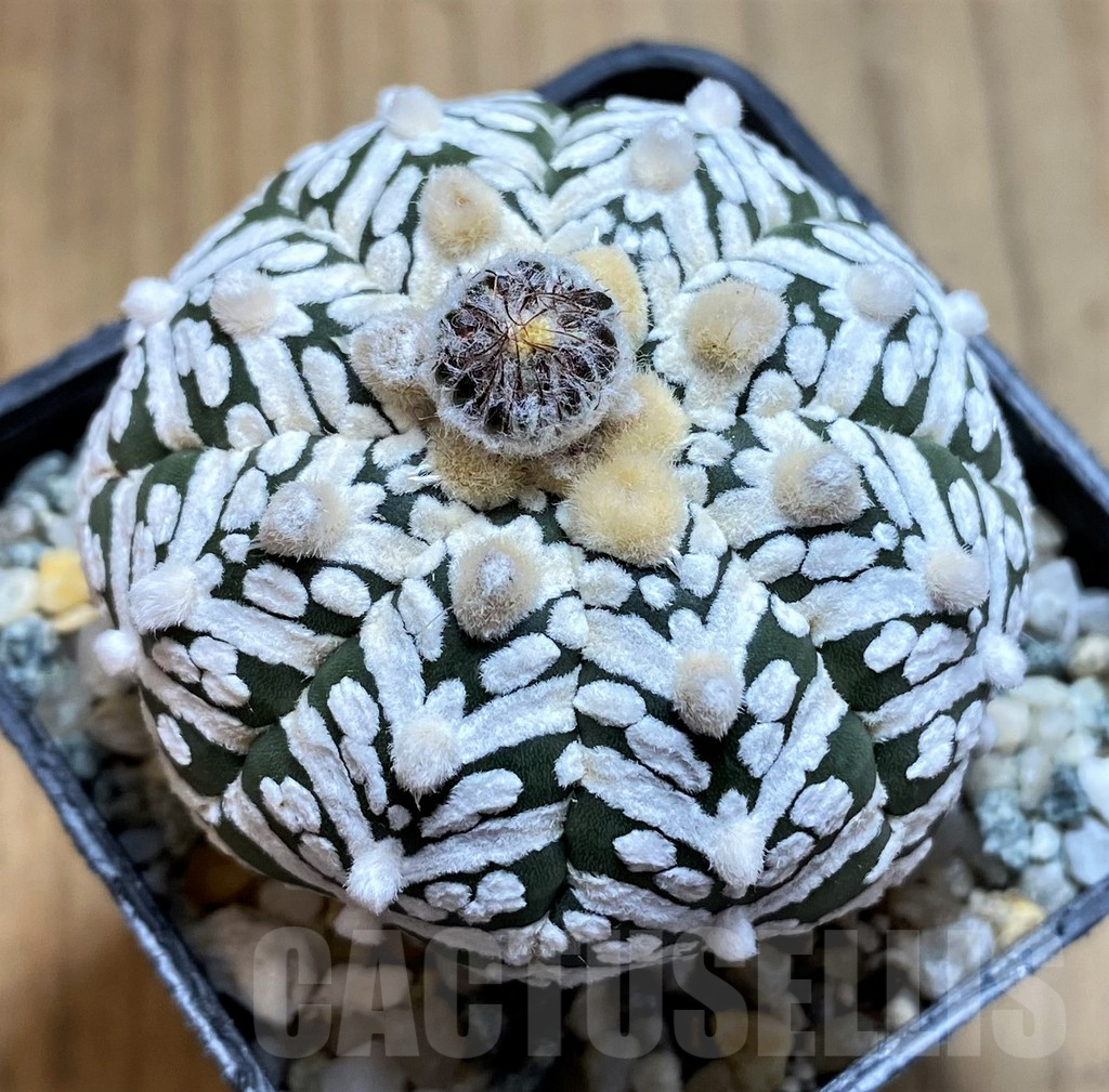 SH10417 Astrophytum asterias ‘Super Kabuto’ V-Type