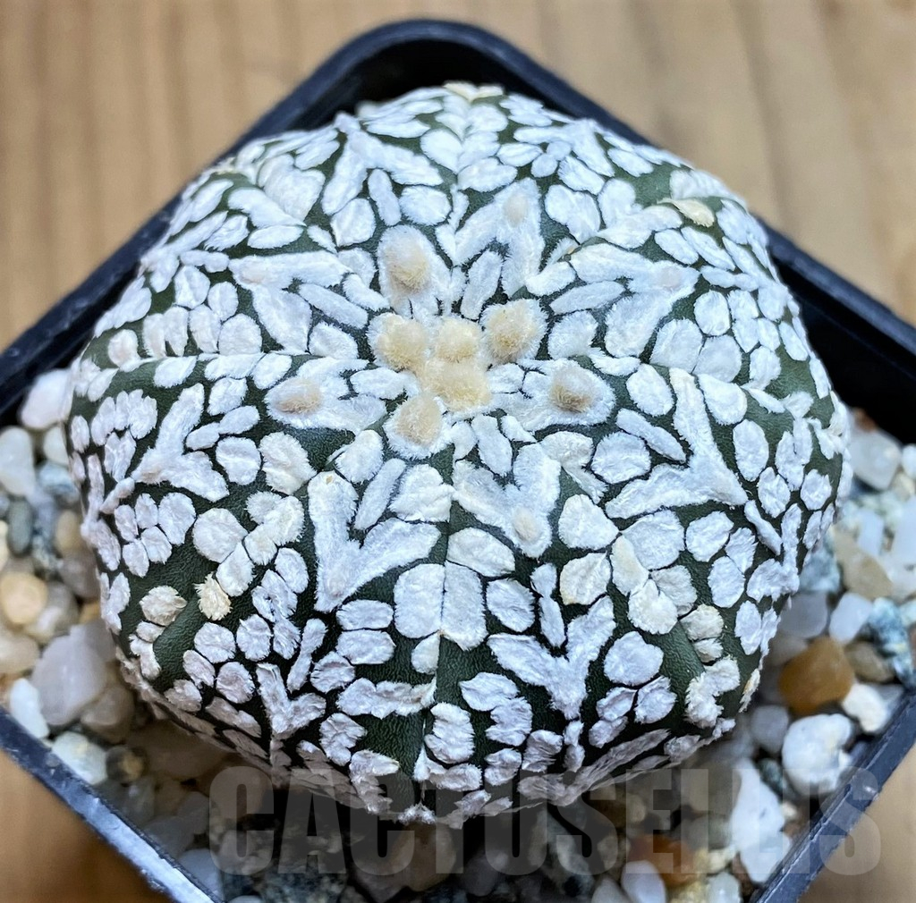 SH10418 Astrophytum asterias ‘Super Kabuto’ V-Type