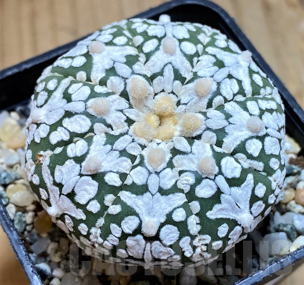 SH10419 Astrophytum asterias ‘Super Kabuto’ V-Type