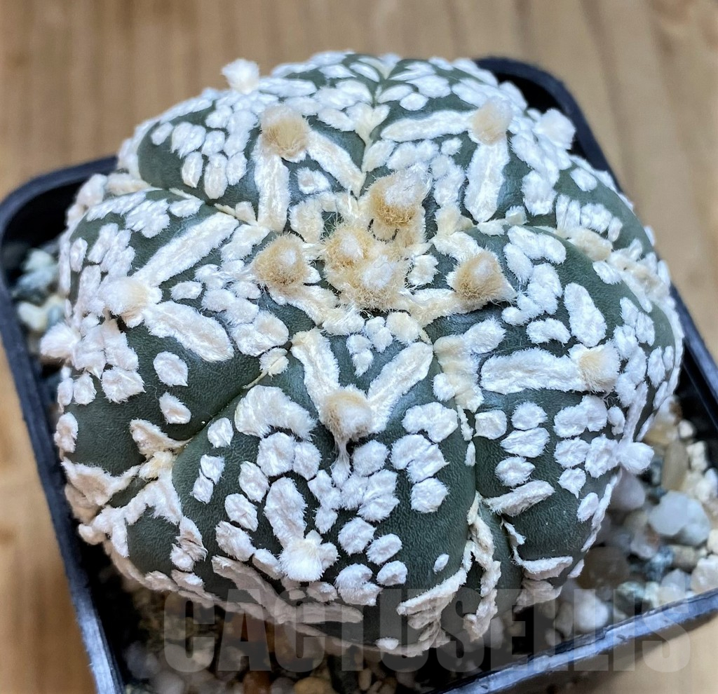 SH10421 Astrophytum asterias ‘Super Kabuto’ V-Type, 5-ribs