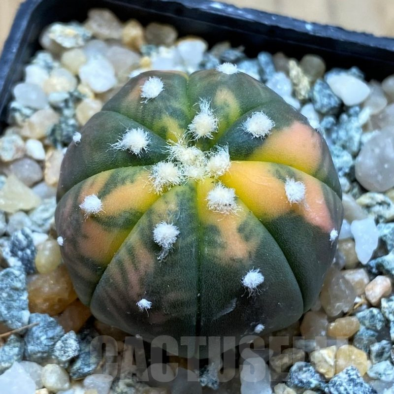 SH10423 Astrophytum asterias ‘Red Purple Skin’ f. variegata