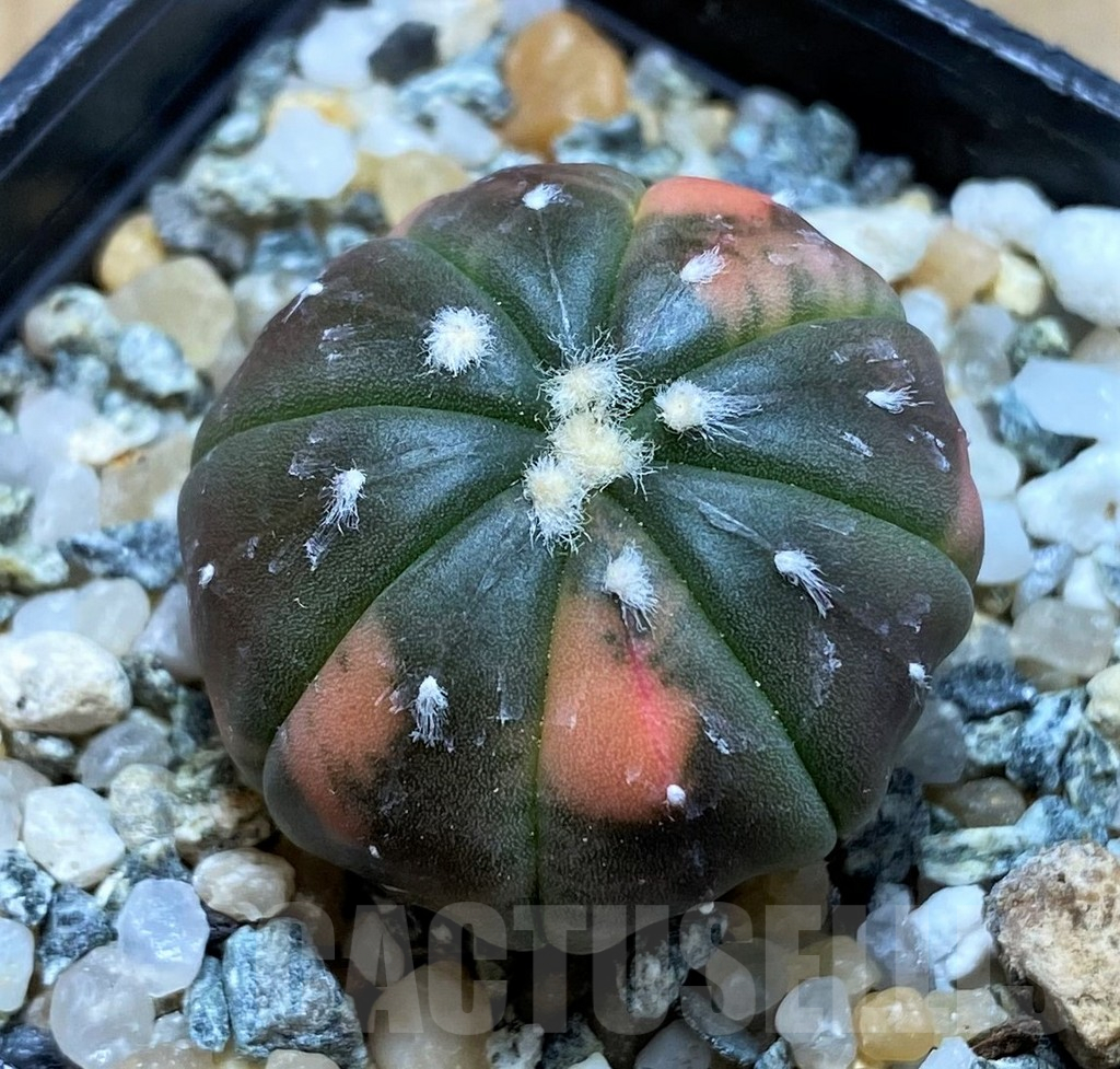 SH10424 Astrophytum asterias ‘Red Purple Skin’ f. variegata