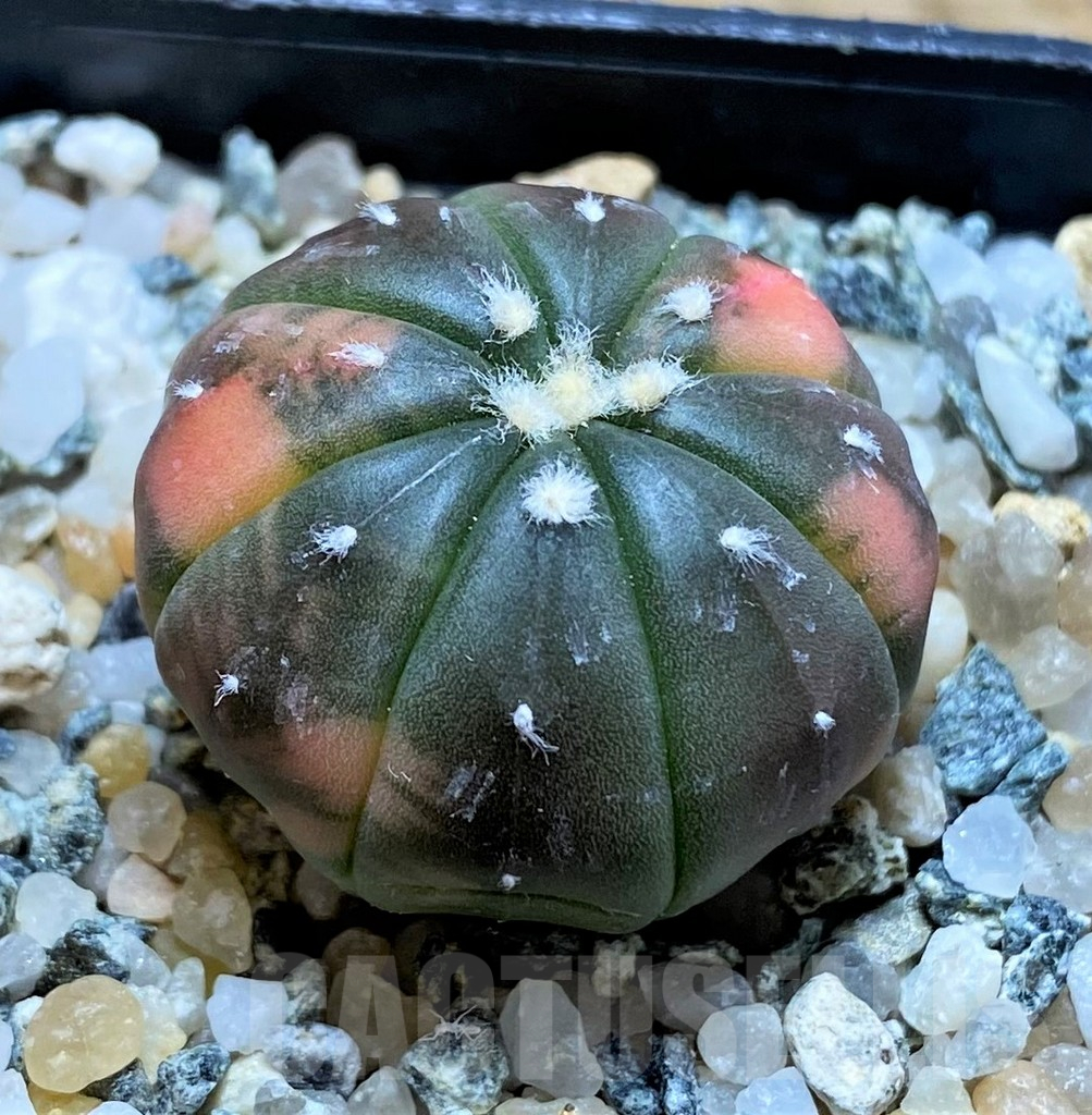 SH10424 Astrophytum asterias ‘Red Purple Skin’ f. variegata - Image 2