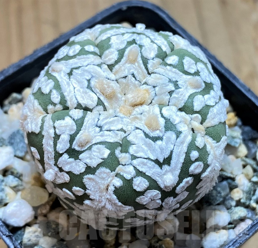 SH10425 Astrophytum asterias ‘Super Kabuto’ V-type, 5-ribs